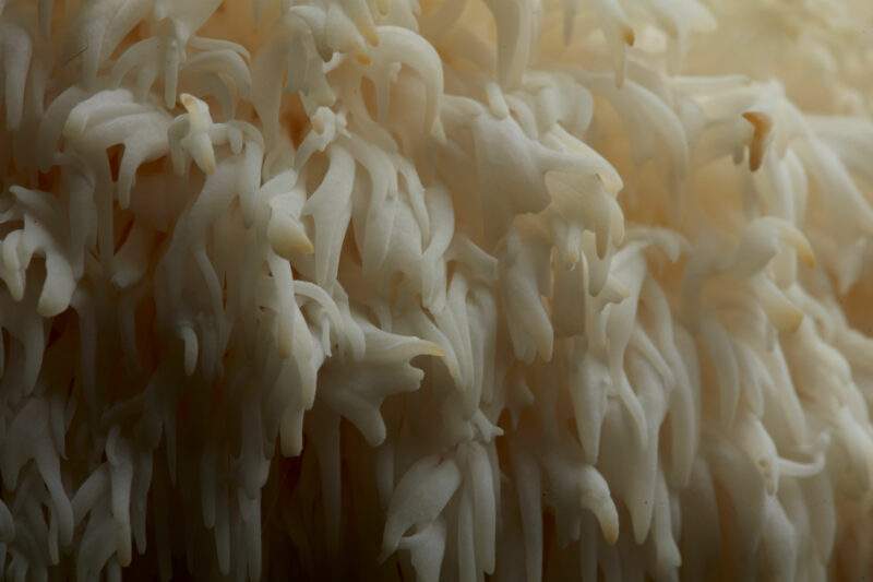 Lion's Mane & The Gut-Brain Axis