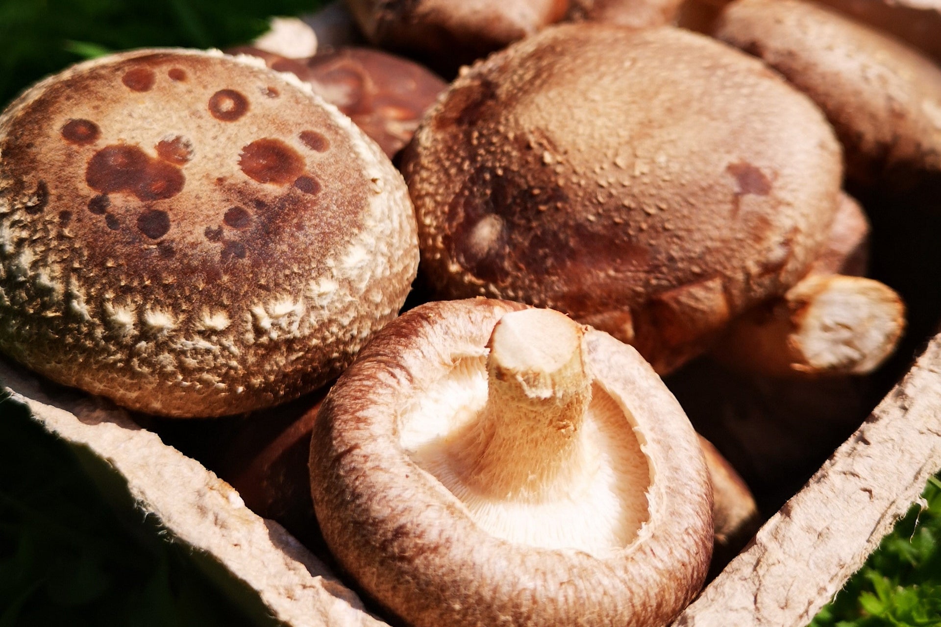 From Ancient Samurai Secret to Modern Medicine Marvel: The Shiitake Mushroom's Journey
