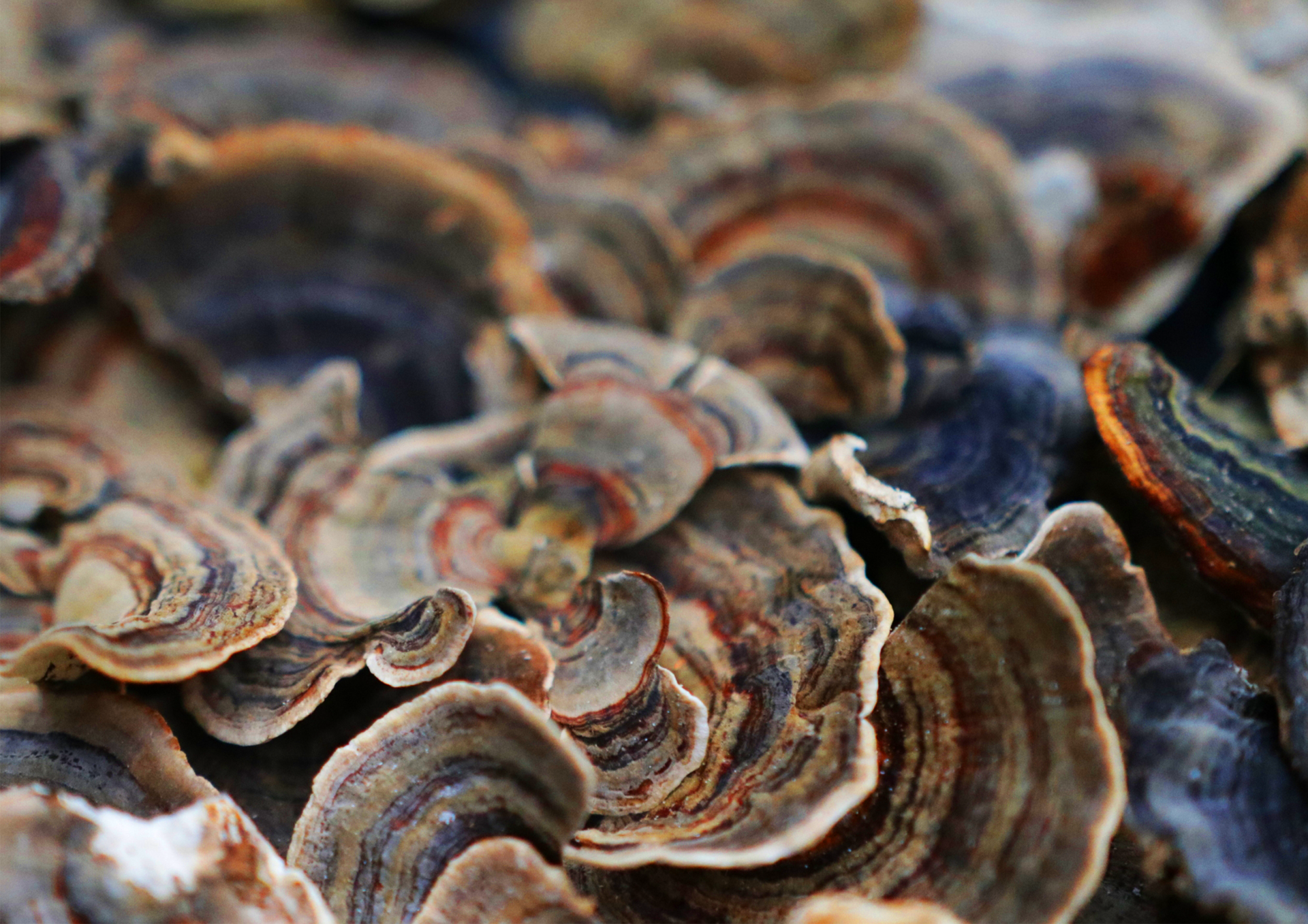 The Benefits of Turkey Tail to the People and Planet’s Health