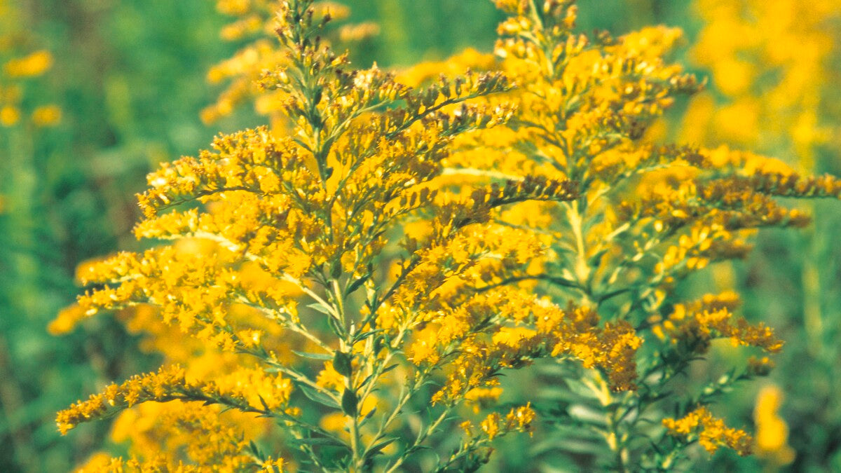 Achoo! An Anatomical Look at Allergy Season