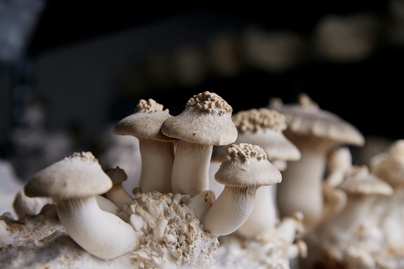 Medicinal Mushrooms: The Great Immunomodulators