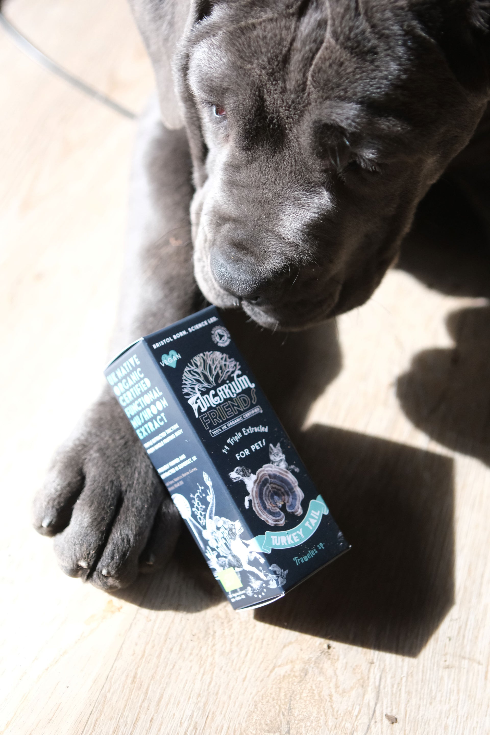 Supporting Pet Health Naturally with Turkey Tail