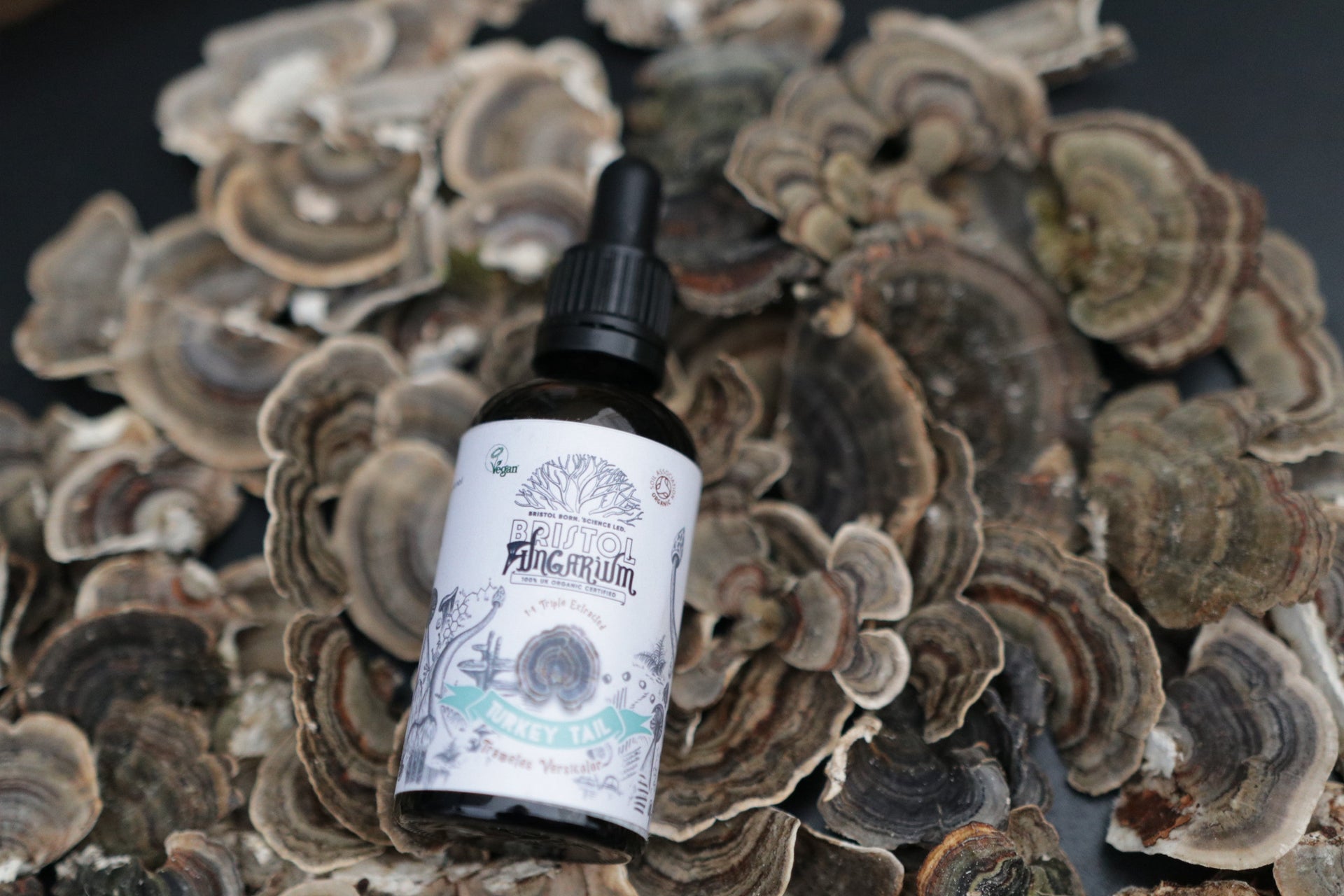 Let's Talk Turkey Tail