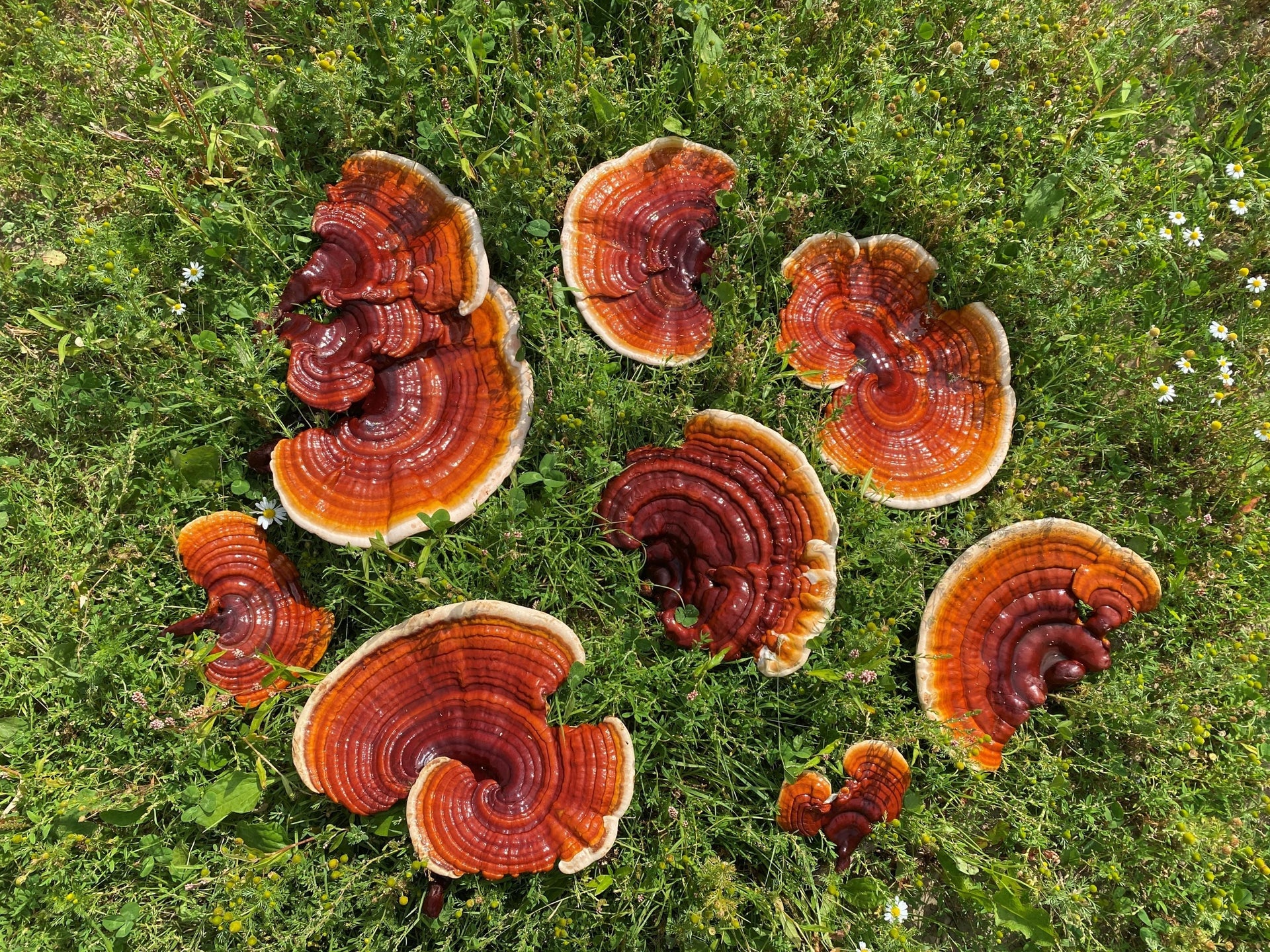 Medicinal Mushrooms for Allergy Season