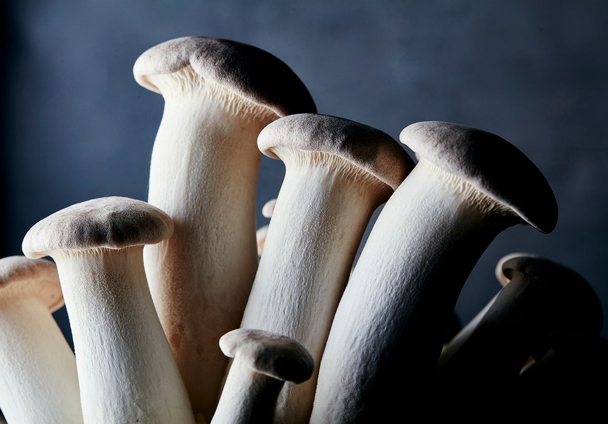 Oyster Mushrooms: medicinal fungi’s unsung hero