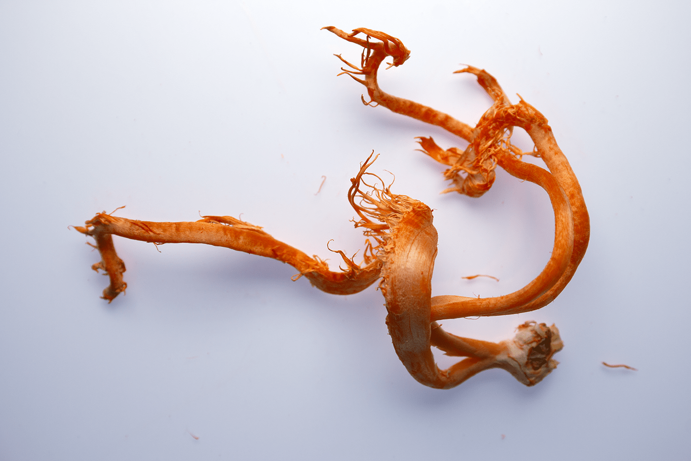 Cordyceps: Fungal friend to adrenal fatigue