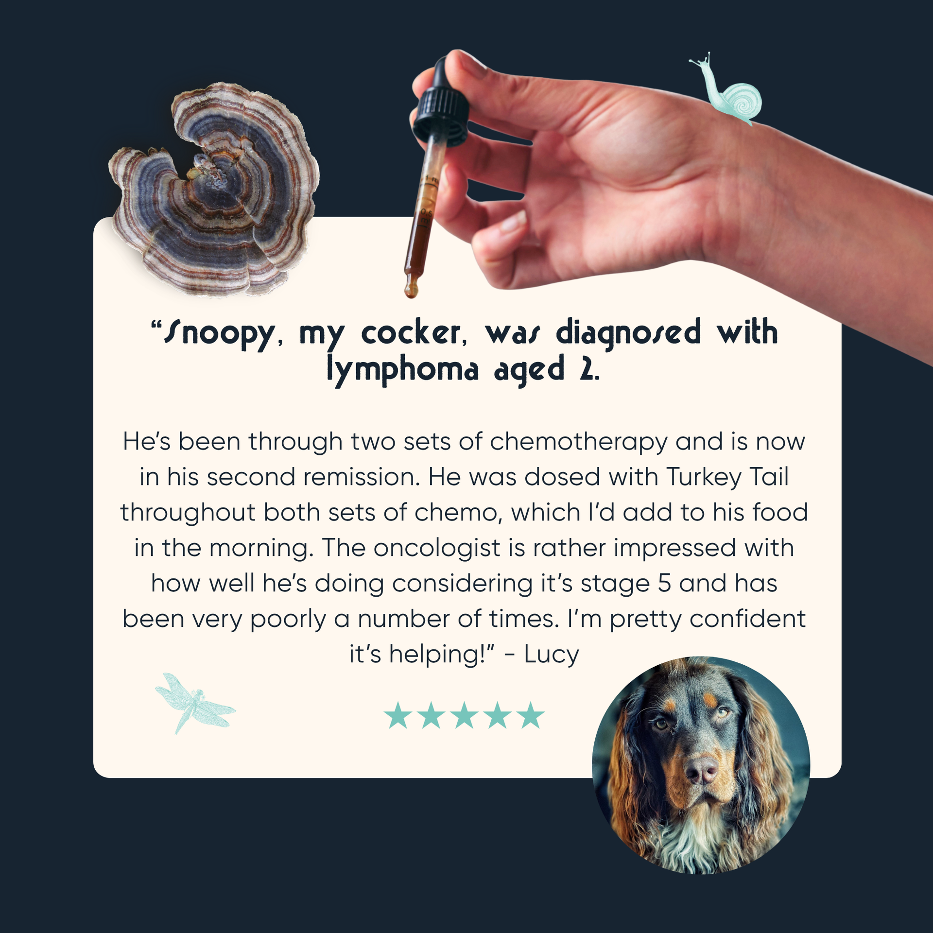Organic Turkey Tail Tincture for Dogs | 50ml