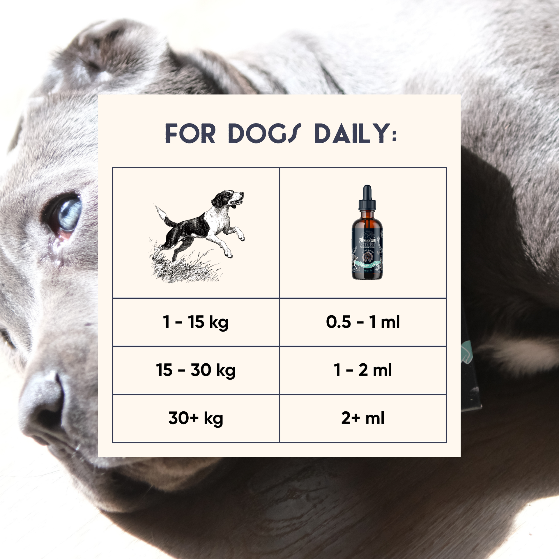 Organic Turkey Tail Tincture for Dogs | 50ml