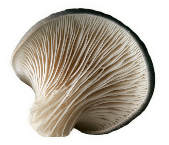 Organic Oyster Tincture