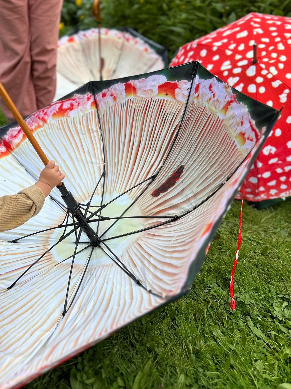 Fungarium Umbrellas